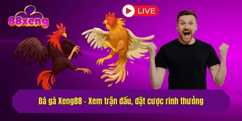 Đá gà Xeng88 - Xem trận đấu, đặt cược rinh thưởng